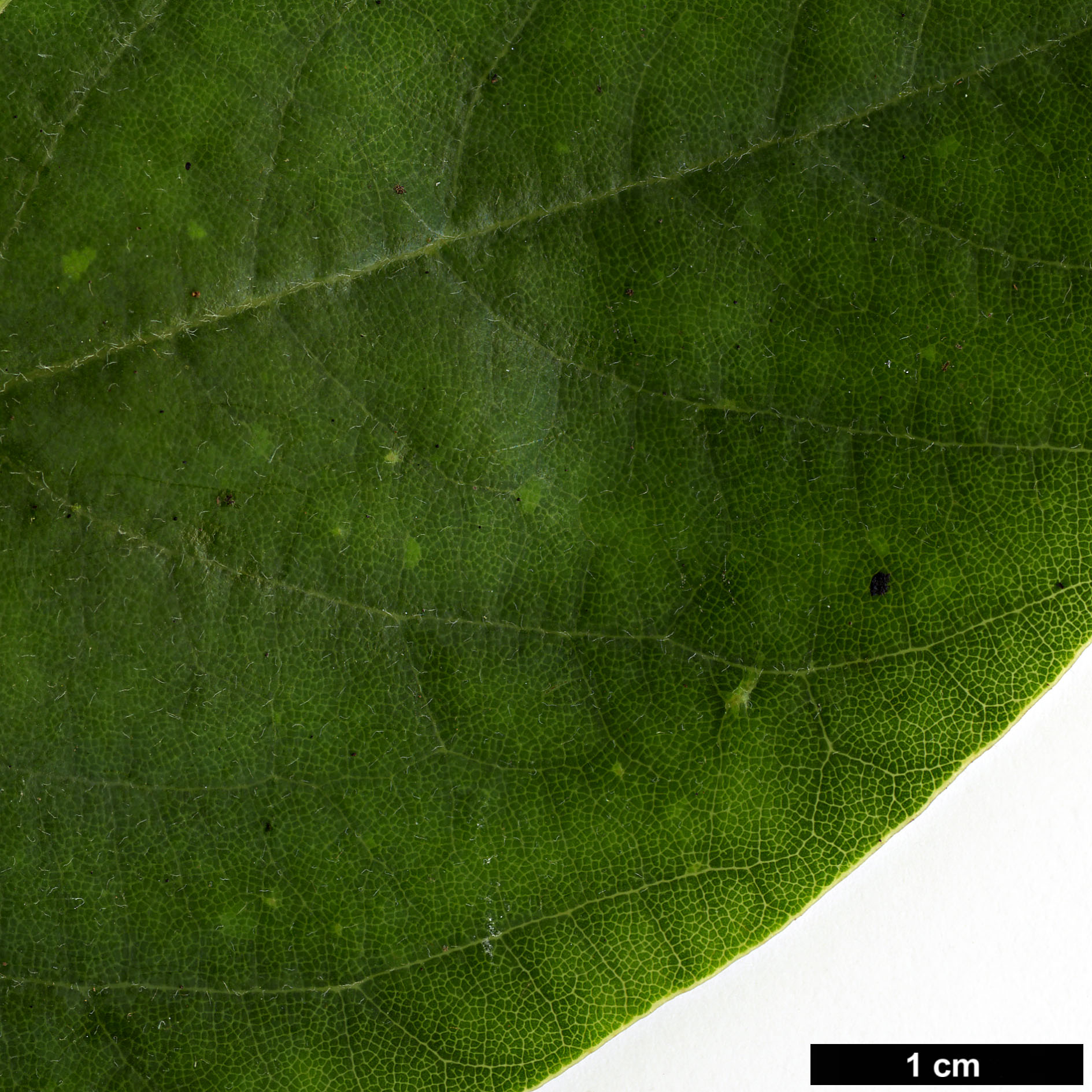 High resolution image: Family: Lauraceae - Genus: Beilschmiedia - Taxon: miersii